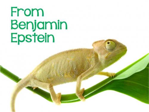 I love chameleons