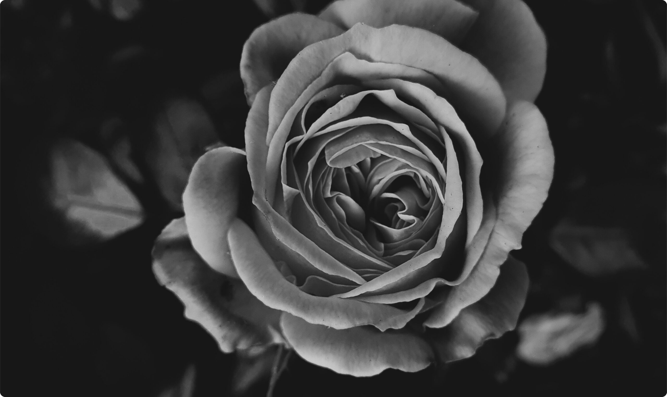 Black rose