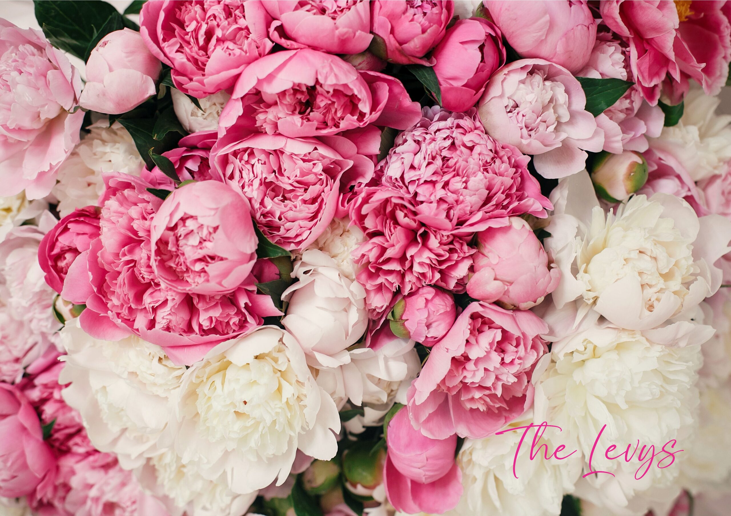 Blooms