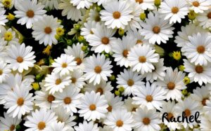 Daisie Garden