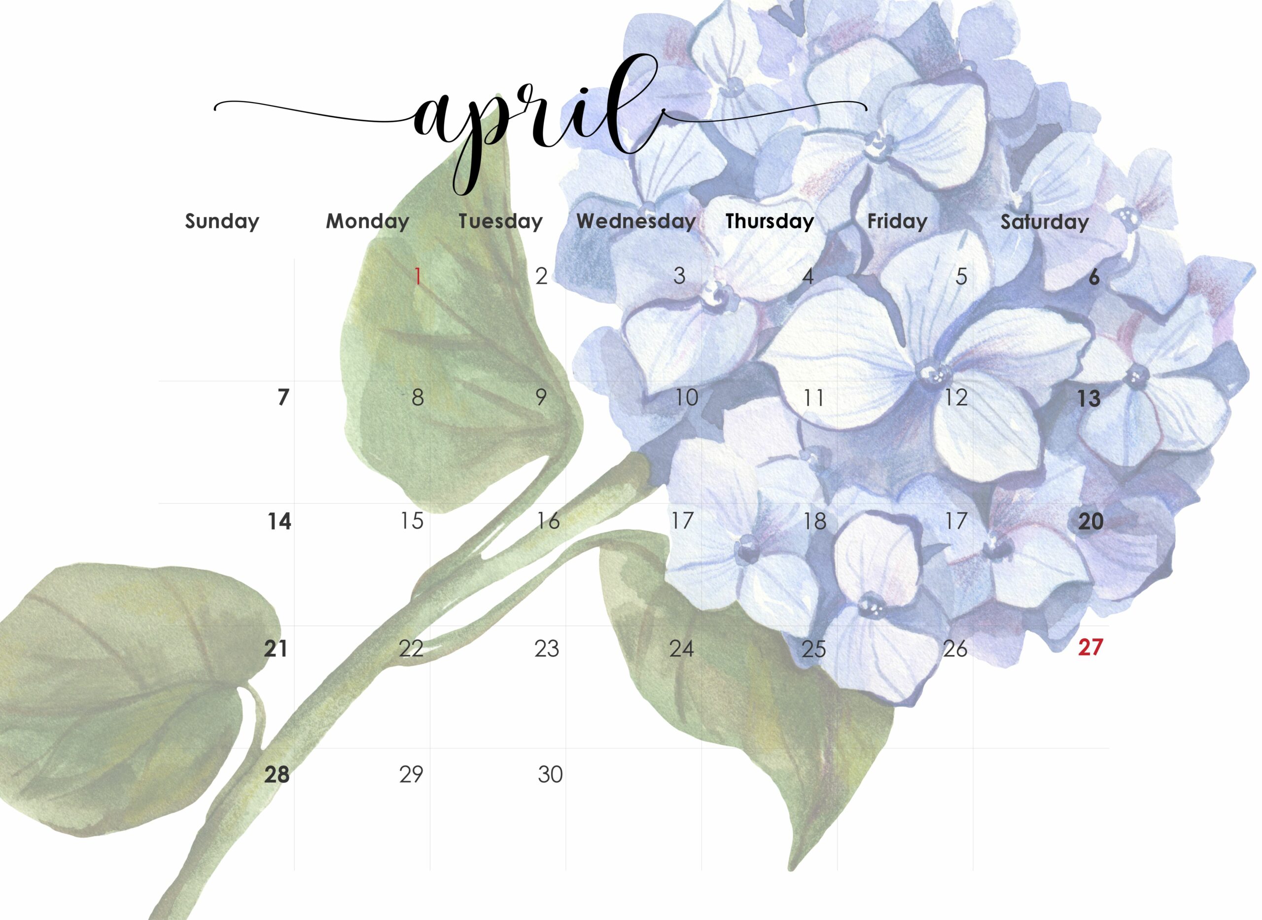 Hydrangea