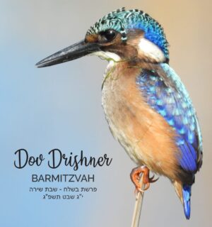 Malachite kingfisher