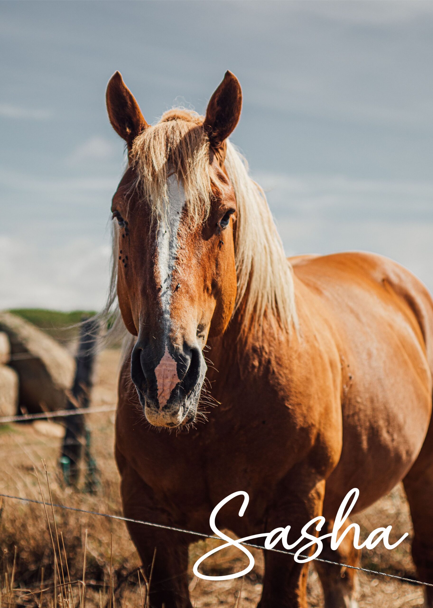 Horse