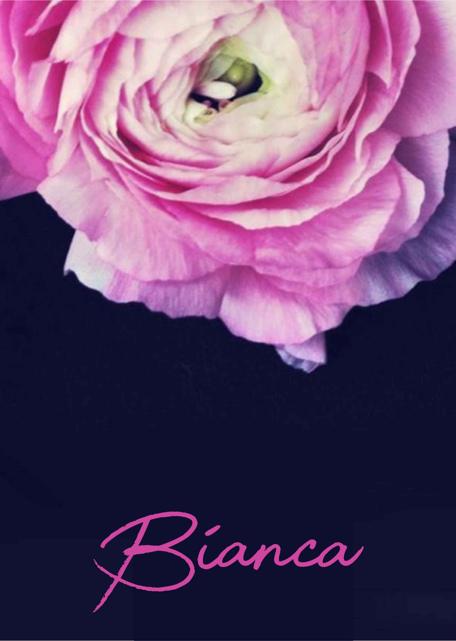 Rose on navy