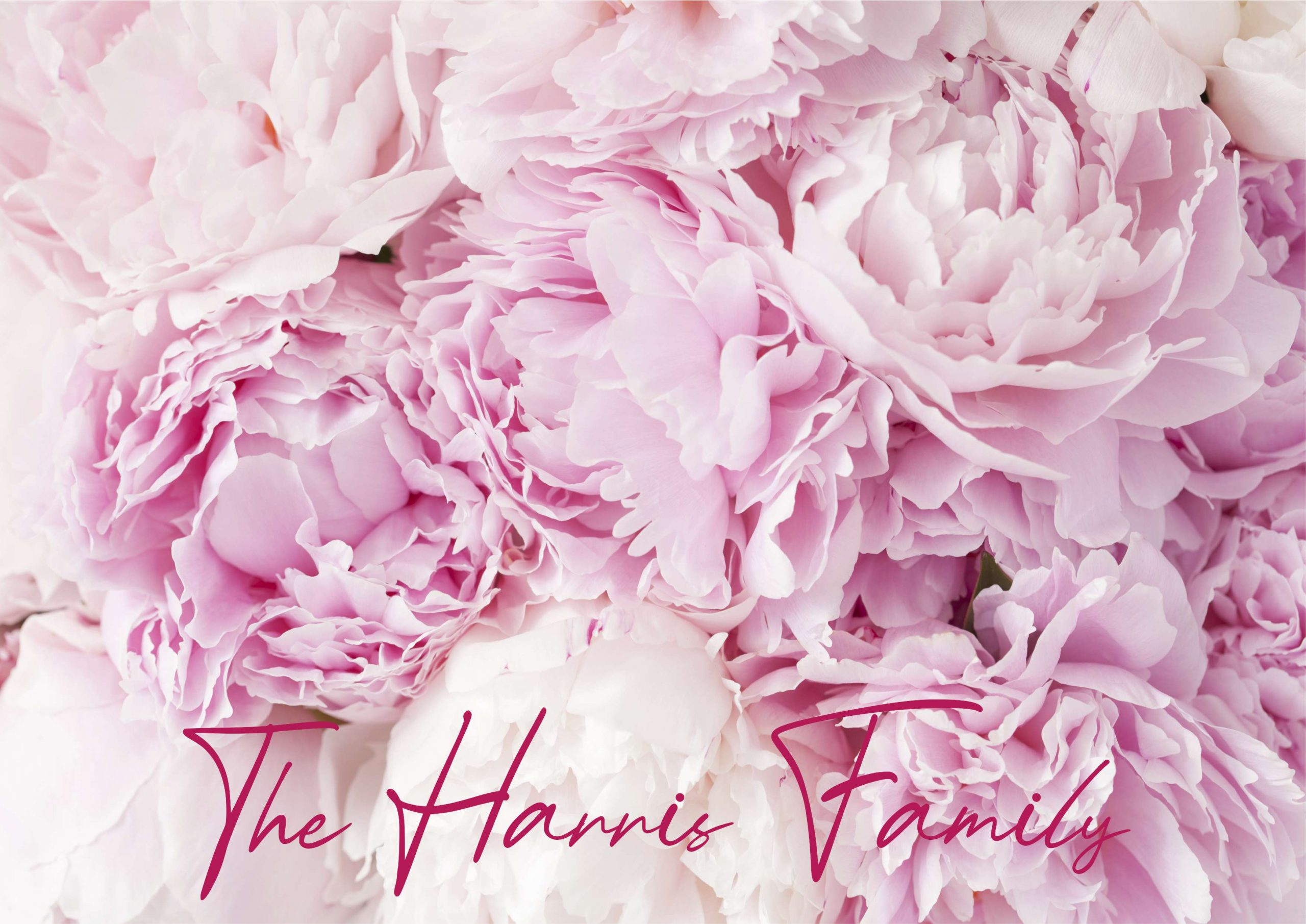 Pink Peonies