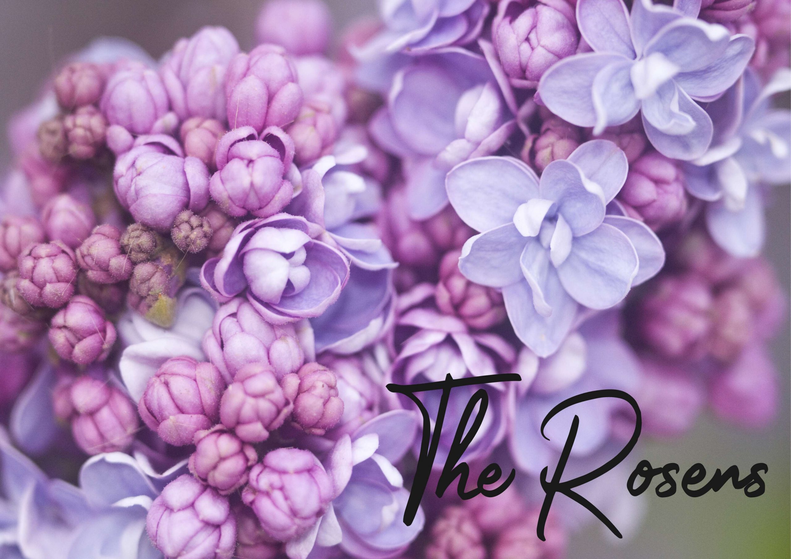 Purple flowers