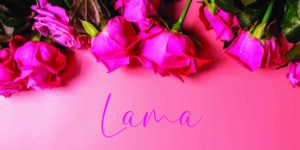 Pink Roses on Peach