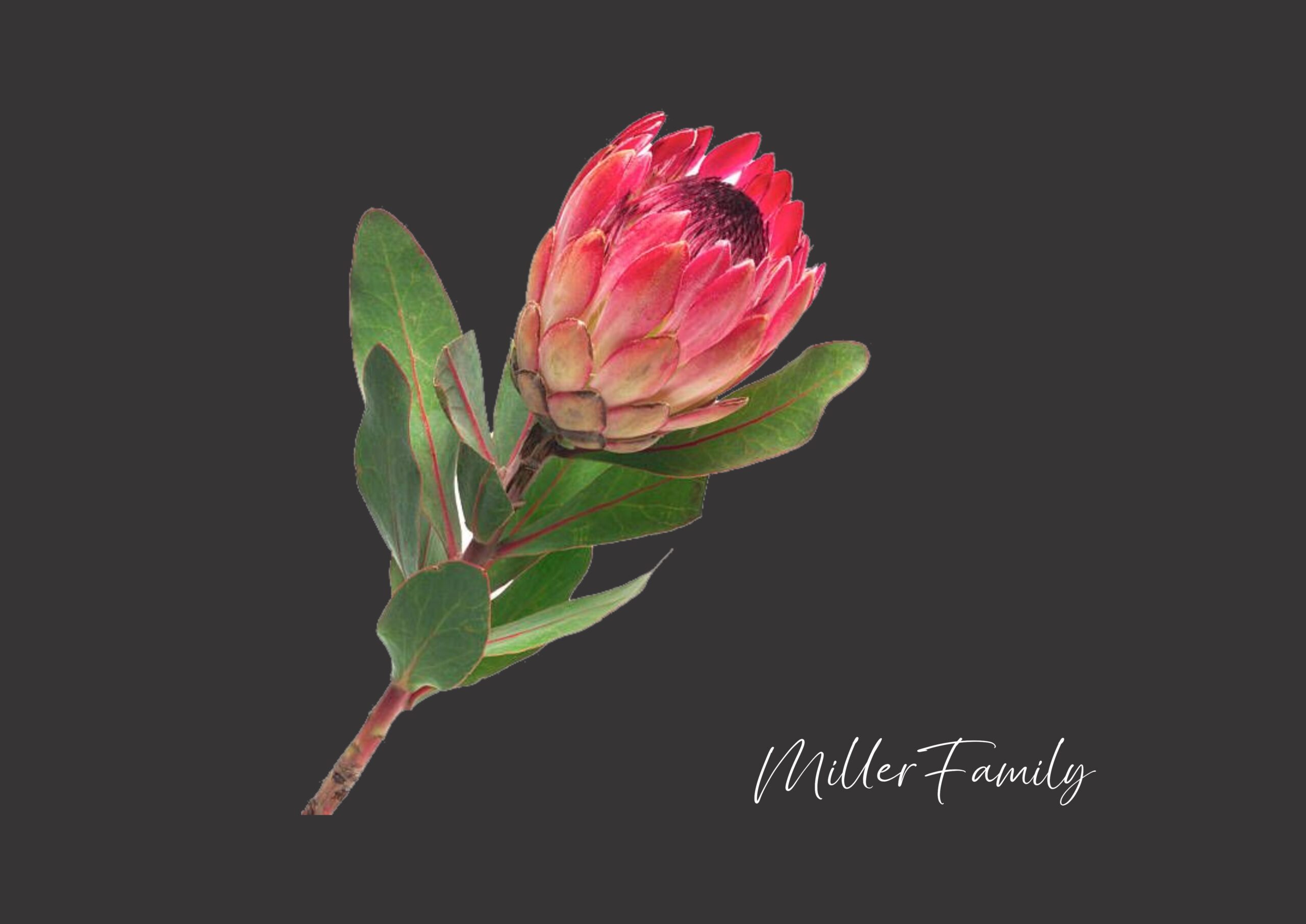 Protea on black