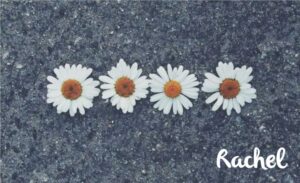 Daisies on grey