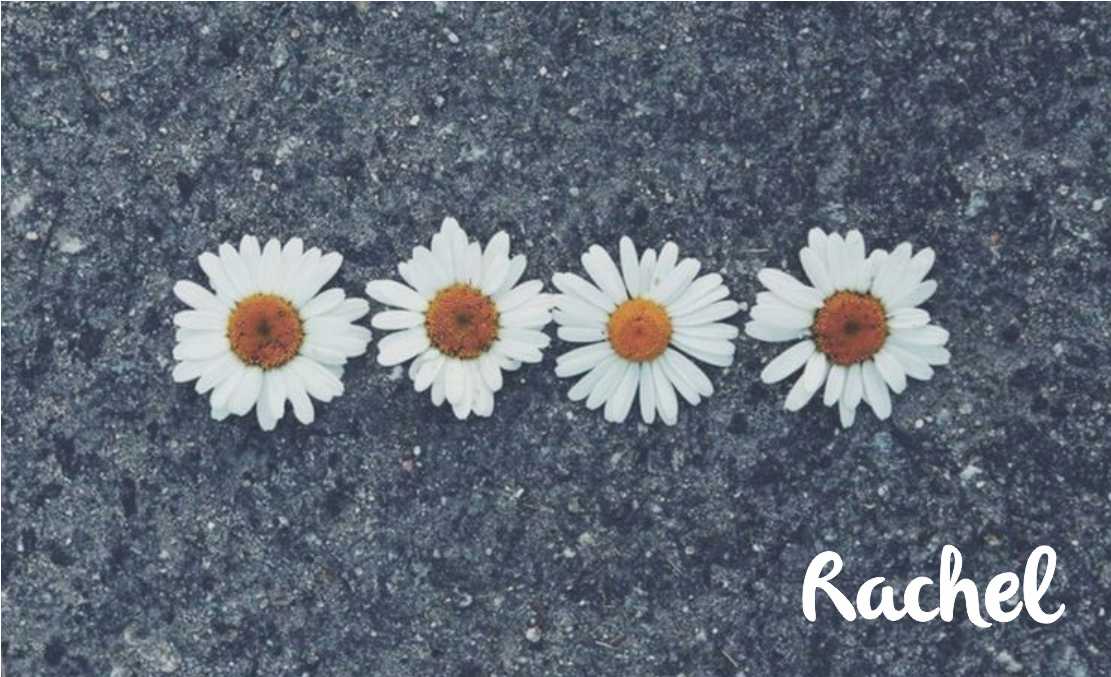Daisies on grey