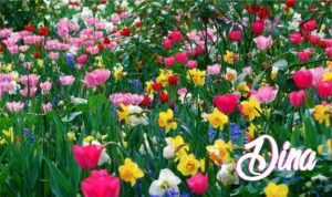 Tulip Garden