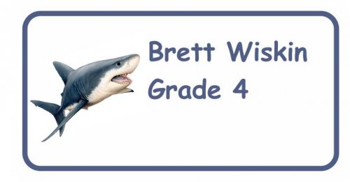 Shark on white