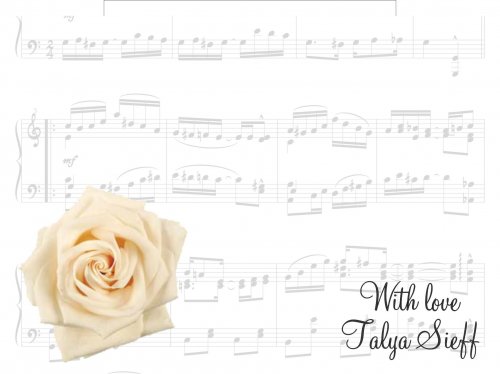 Cream rose