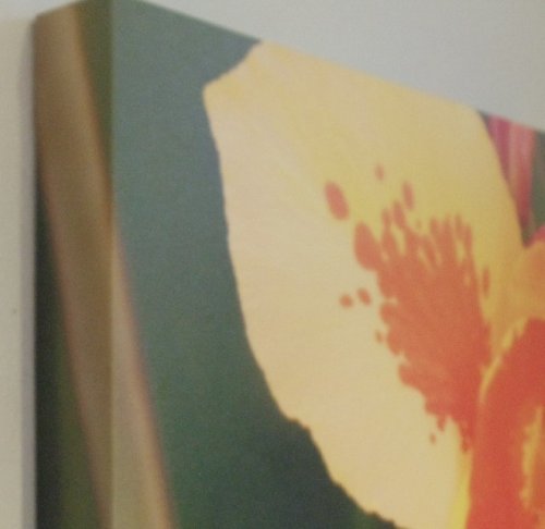 Canvas 5