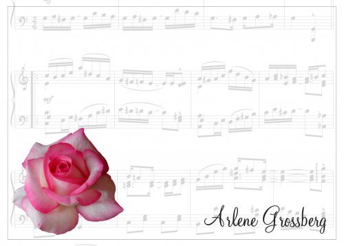 Pink rose